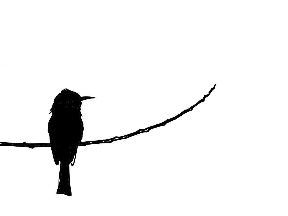 thebirdsgallery.com
